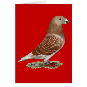 Show Racer Red Check