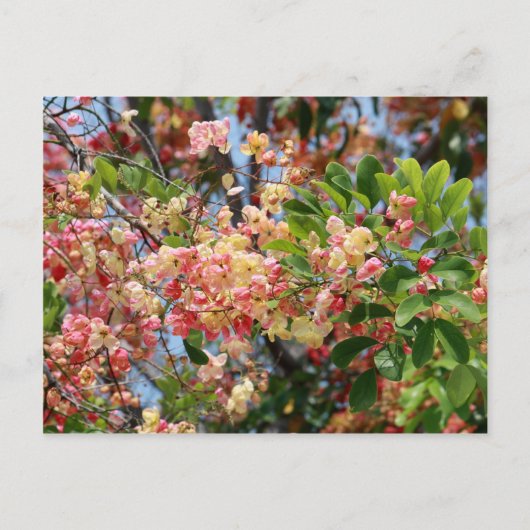 Shower Tree Blossom Briefkaart (Voorkant)