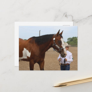 Showmanship Bay Paint Horse Briefkaart