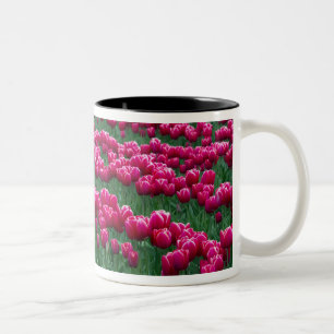 Shows tuin van lentemollende tulpenbollen in tweekleurige koffiemok