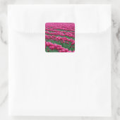 Shows tuin van lentemollende tulpenbollen in vierkante sticker (Tas)