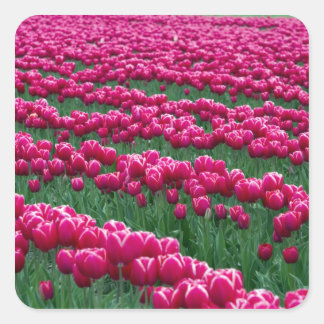 Shows tuin van lentemollende tulpenbollen in vierkante sticker