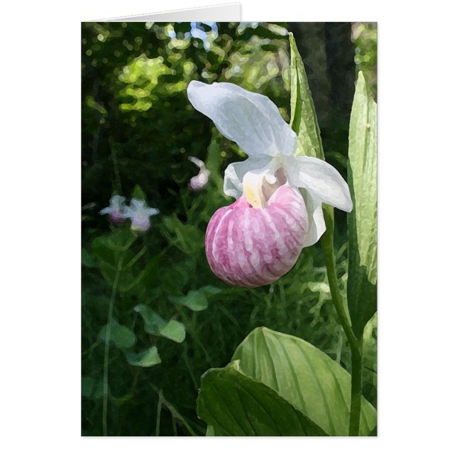 Showy Lady's Slipper (Voorkant)