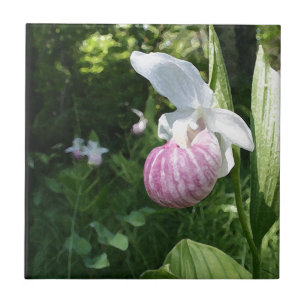Showy Lady's Slipper Tegeltje