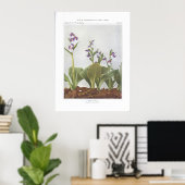 Showy Orchis - Galeorchis spectabilis Poster (Thuiskantoor)