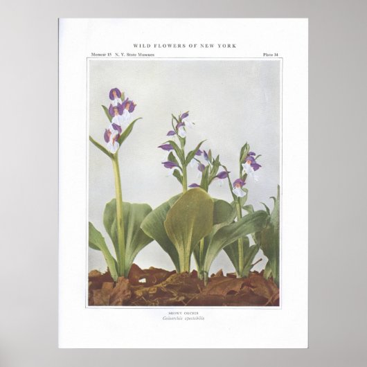 Showy Orchis - Galeorchis spectabilis Poster (Voorkant)