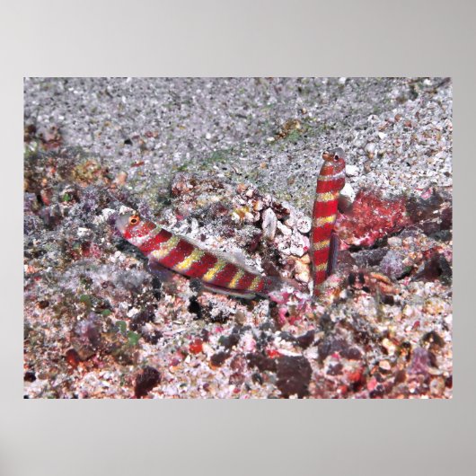 Shrimp Goby Duo Poster (Voorkant)