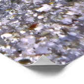 Shrimp Goby-Maldives Poster (Hoek)