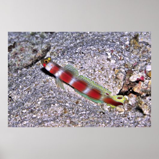 Shrimp Goby-Maldives Poster (Voorkant)