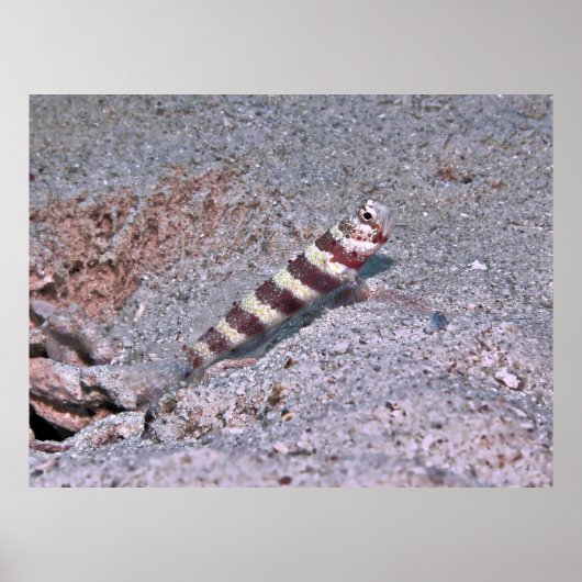 Shrimp Goby on Watch Poster (Voorkant)