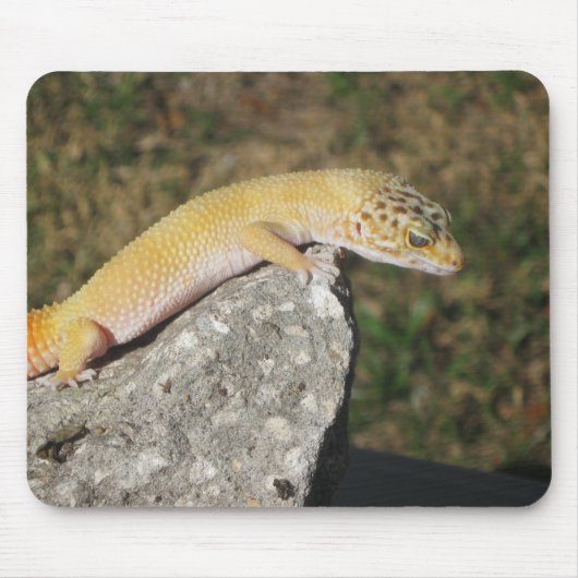SHTCT Leopard Gecko Muismat (Voorkant)