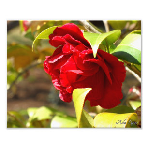 Shy Camelia Foto Afdruk
