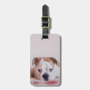 Shy English Bulldog Puppy Bagagelabel