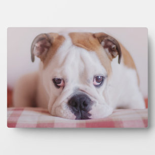 Shy English Bulldog Puppy Fotoplaat