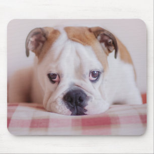 Shy English Bulldog Puppy Muismat