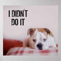 Shy English Bulldog Puppy