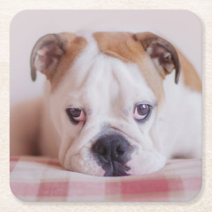 Shy English Bulldog Puppy Vierkante Kartonnen Onderzetter