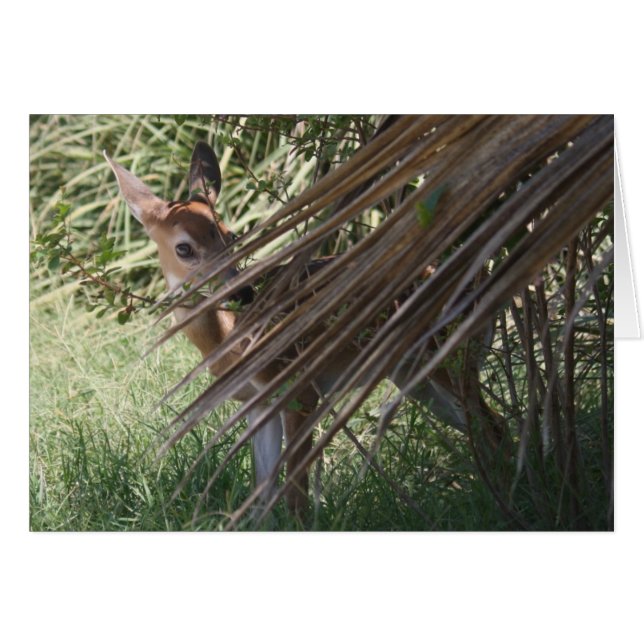 Shy Fawn (Devant horizontal)