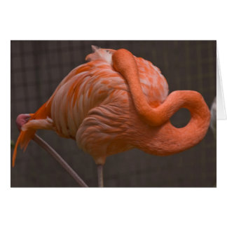 Shy Flamingo