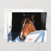 Shy Horse Briefkaart (Voorkant / Achterkant)