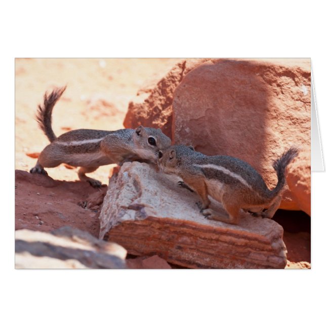 Shy Kiss (Voorkant Horizontaal)