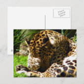 Shy Leopard Briefkaart (Voorkant / Achterkant)