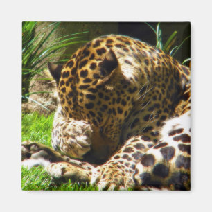 Shy Leopard Magneet