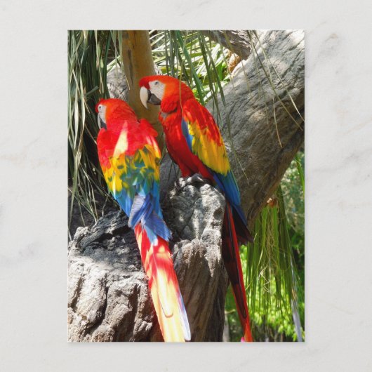 SHY PARROTS BRIEFKAART (Voorkant)