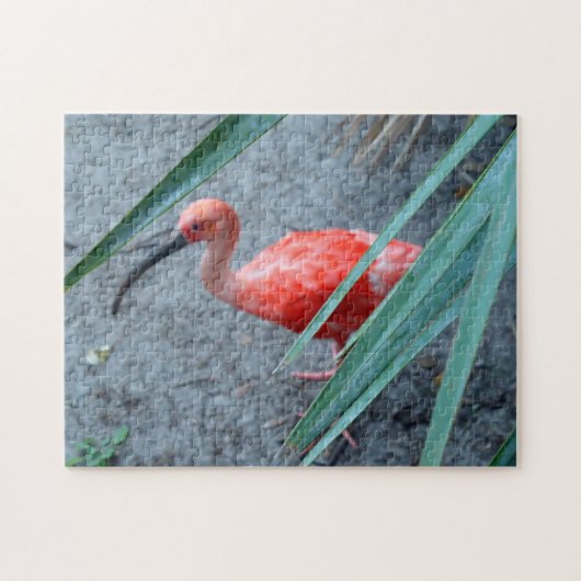 Shy Scarlet Ibis Legpuzzel (Horizontaal)