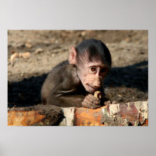 Shy Young Male Hamadryas Baboon (Papio) Poster