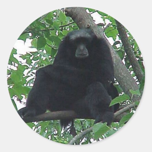 Siamang Gibbon Ronde Sticker (Voorkant)