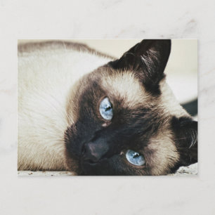 Siamees kat briefkaart