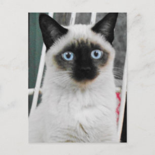 Siamees kat briefkaart