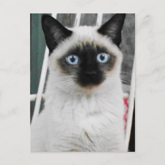 Siamees kat briefkaart