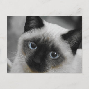 Siamees kat briefkaart