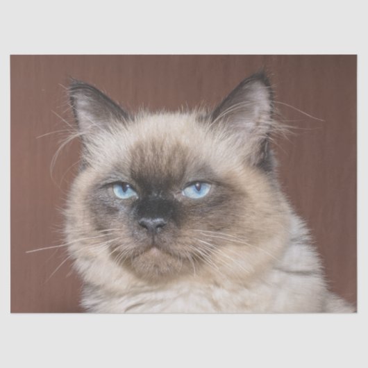 Siamees kattenweefsel papier (Voorkant)