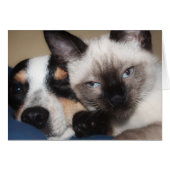 SIAMESE  (Voorkant Horizontaal)