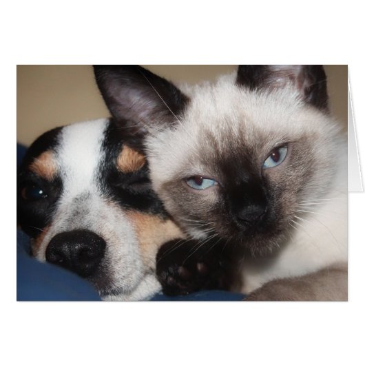 SIAMESE (Voorkant Horizontaal)