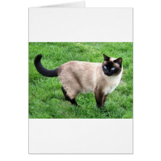 SIAMESE BEAUTY