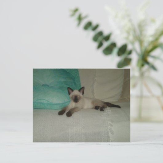 Siamese Briefkaart (Staand voorkant)