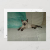 Siamese Briefkaart (Voorkant / Achterkant)