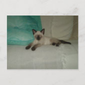 Siamese Briefkaart (Voorkant)