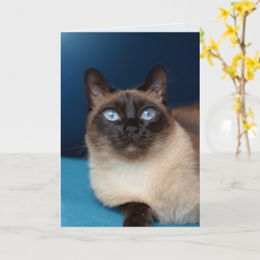 SIAMESE CAT ANNIVERSAIRE BELLE carte de voeux (Fleur jaune)