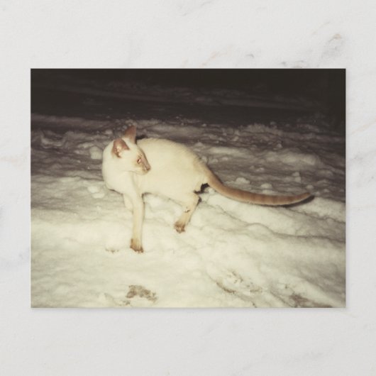Siamese Cat Briefkaart (Voorkant)