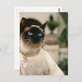 Siamese Cat Briefkaart (Voorkant / Achterkant)