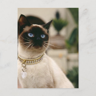 Siamese Cat Briefkaart
