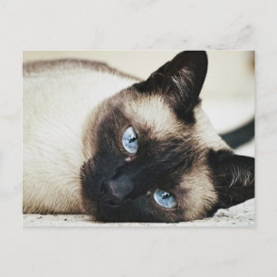 Siamese Cat Briefkaart