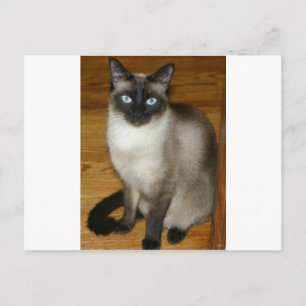 Siamese Cat Briefkaart