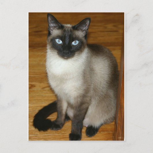 Siamese Cat Briefkaart (Voorkant)