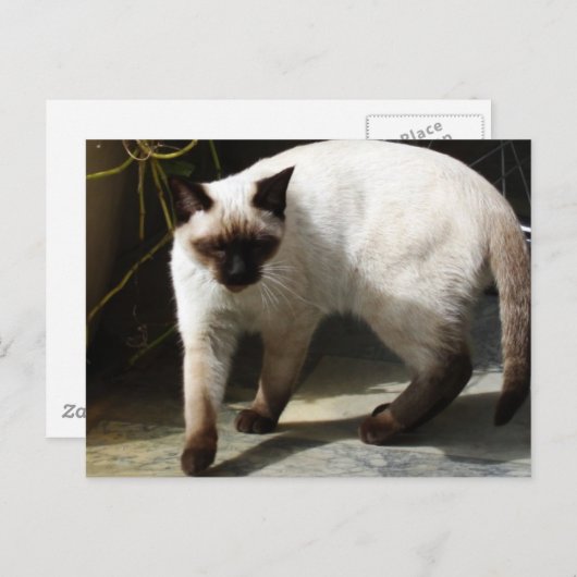 Siamese Cat Briefkaart (Voorkant / Achterkant)